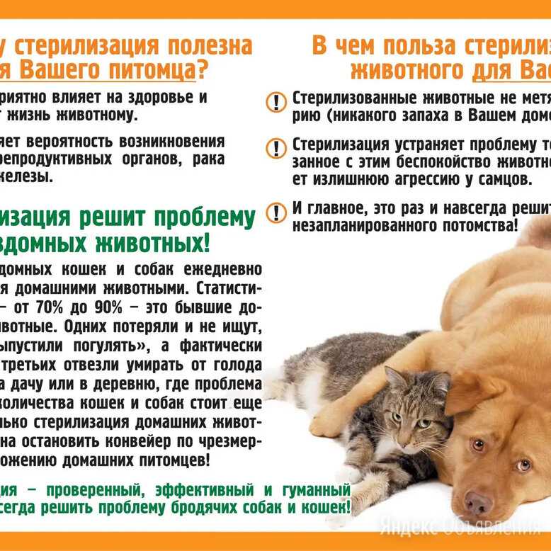 Памятка перед кастрацией и стерилизацией кота/кошки | блог на vetspravka.ru