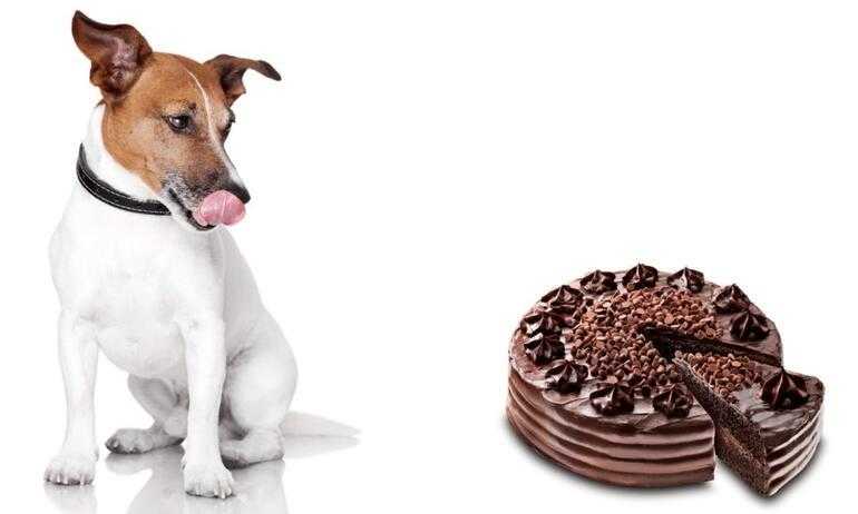 Можно ли собакам сладкое? 17 фото почему собаки любят есть сладости? сколько можно давать?