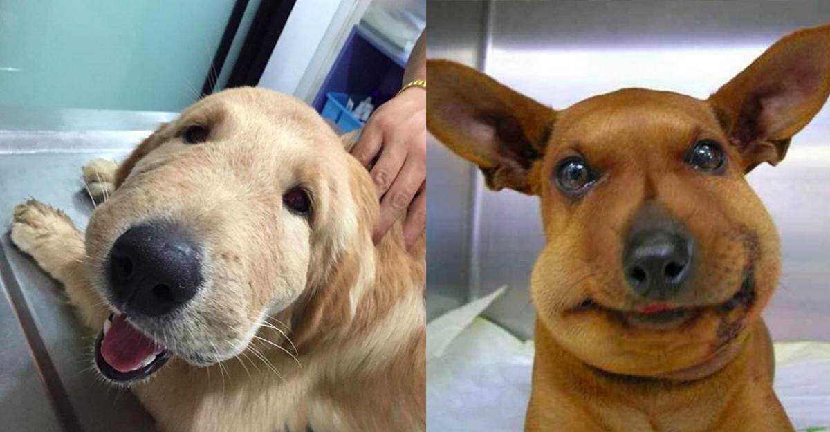 Собаку укусила оса (в горло, морду, нос, лапу): лечение аптечными медикаментами и народными средствами