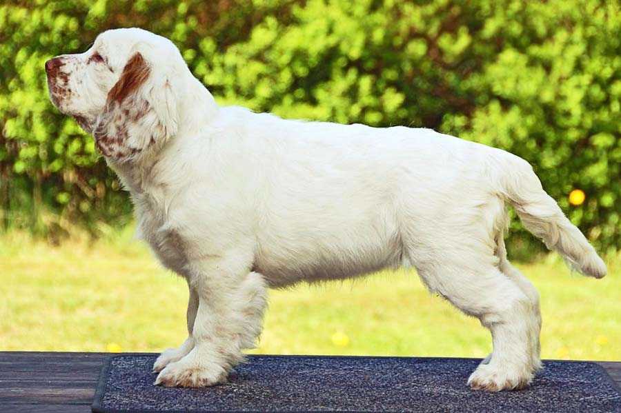 Описание породы собак кламбер спаниель с отзывами и фото