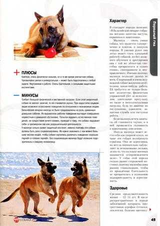 Фараонова собака: фото и видео, цены, описание породы
