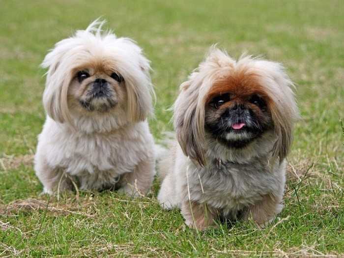 Пекинес: порода собак, описание, сколько живут, как выглядит, цена, королевский, белый, черный