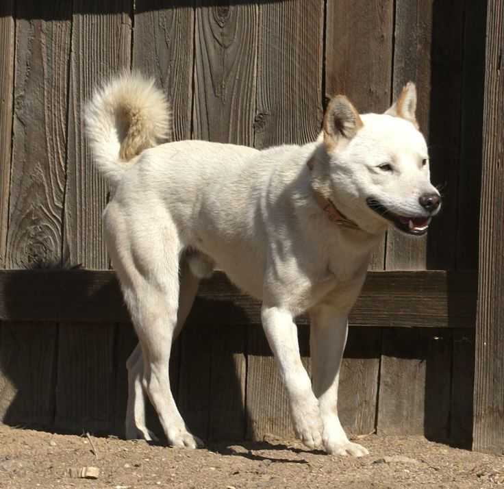 Нагази (грузинская горная овчарка): описание породы, фото собак