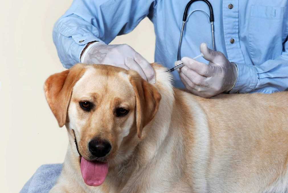 Вакцинация домашних животных — ветклиника «ветдоктор»