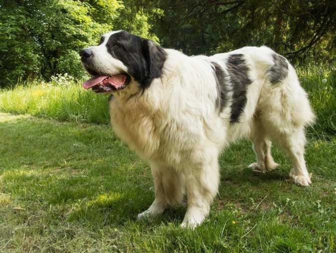 Собака тибетский мастиф: характер, описание породы, характеристика