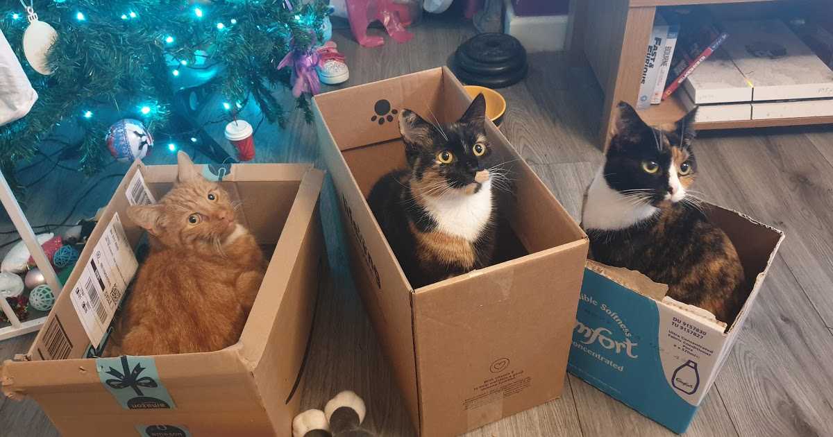 Почему коты и кошки любят коробки и пакеты | почему нравятся
