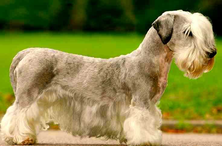 Йоркширский терьер 🐶 фото, описание, характер, факты, плюсы, минусы собаки ✔