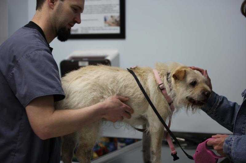 Собака лечение легких. Исследования на животных. Клиническое исследование животных. Пальпация Ветеринария.