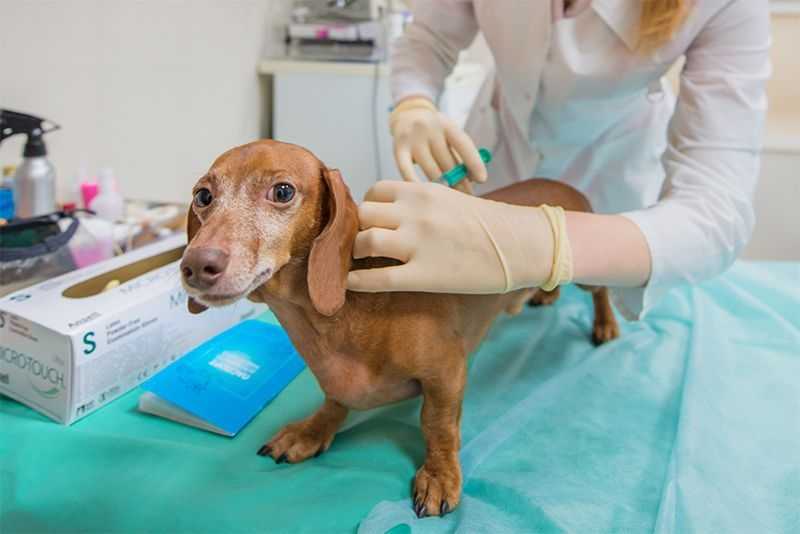 Собаке плохо после прививки – симптомы, причины, действия хозяина - kupipet.ru
