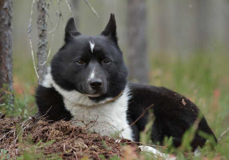 Обзор породы собак Русско-европейская лайка (РЕЛ) с фото и видео. Происхождение, характер, внешний вид, дрессировка, уход, болезни, цены и многое другое