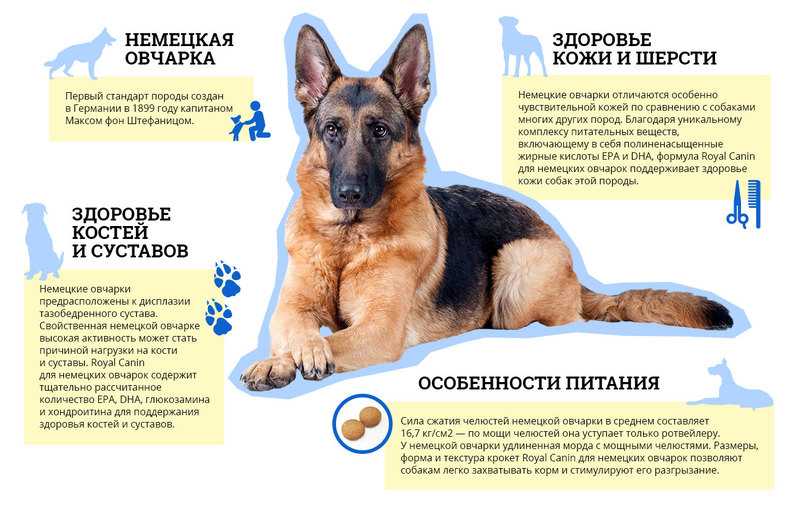 Вязка собак: в каком возрасте можно вязать собаку, до какого возраста вяжут кобелей и сук, определение дня вязки