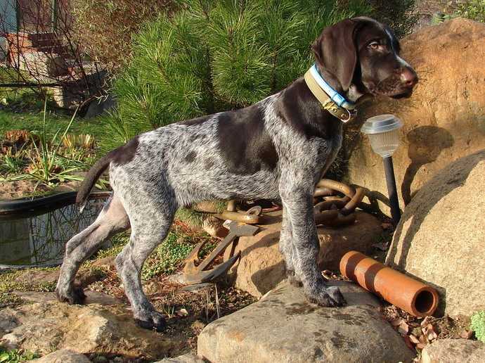 Список самых популярных и интересных охотничьих пород собак с фото и характеристиками