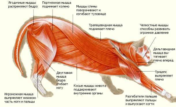 Болезни зубов у кошек (симптомы) - лечение в клинике зоостатус