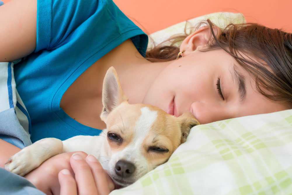Сколько спят собаки в сутки: стадии сна, возраст, режим