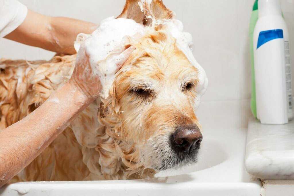Сколько стоит помыть собаку в салоне | большую и маленькую, цена