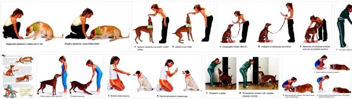 Как научить собаку команде «рядом!»: просто и понятно