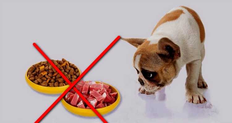 Почему собакам нельзя сладкое? отвечает ветеринар | дети фауны