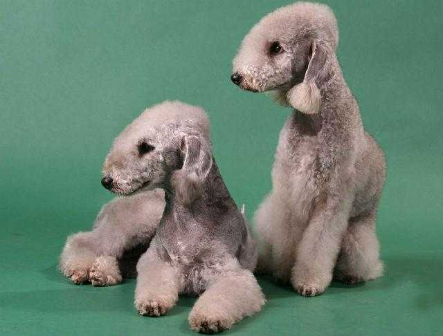 Бедлингтон терьер: фото, характер, цена на щенков, описание породы, окрасы собаки