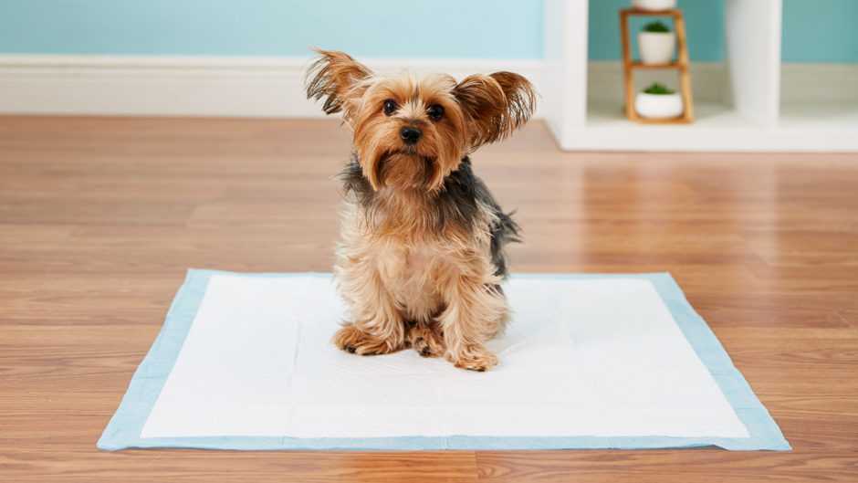 Как приучить щенка к пеленке - туалет собаки в квартире
