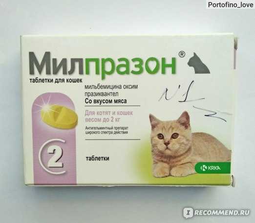 Как правильно дать таблетку кошке или коту: советы хозяину, самые простые и эффективные способы дать лекарство, видео-инструкция