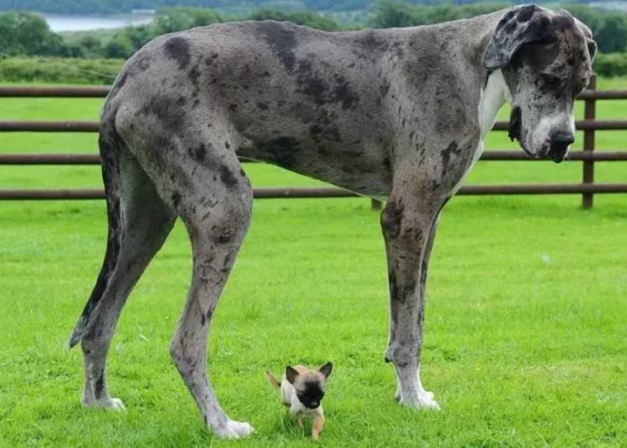 20 самых больших пород собак в мире с названиями и фото