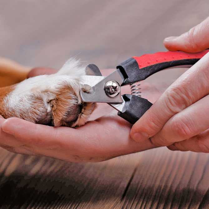 Как стричь ногти собаке — как правильно состригать когти и когда это нужно делать собакам (105 фото)