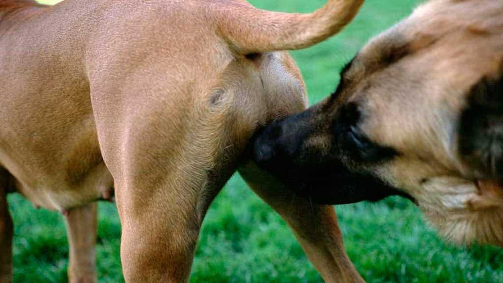 Цистит у собаки, его признаки, лечение и профилактика