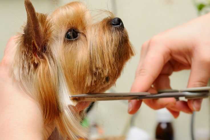 Как подстричь собаку в домашних условиях | блог ветклиники "беланта"