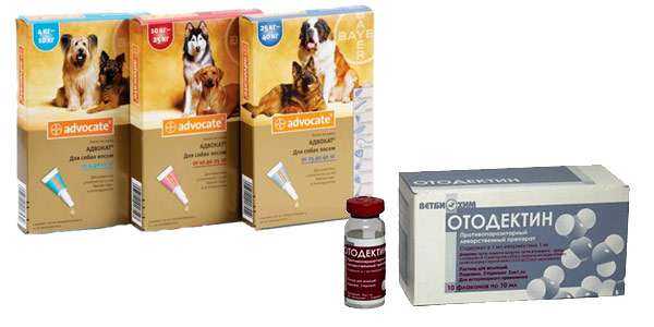 Отодектин для собак – надежное средство от паразитов