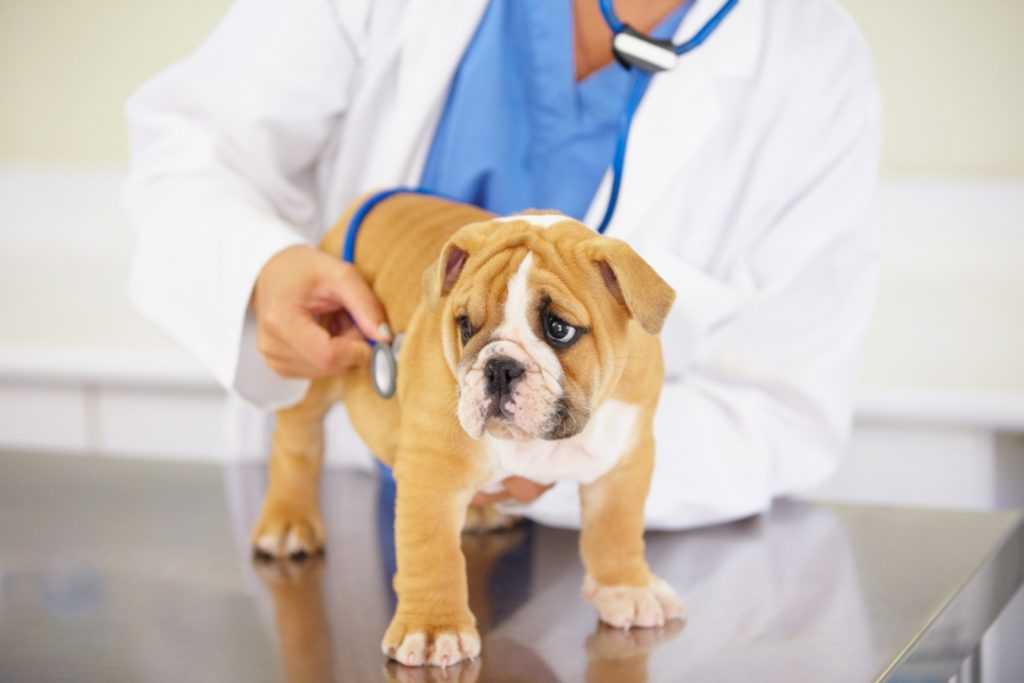 Глисты в сердце у собаки: сердечный дирофиляриоз | hill's pet