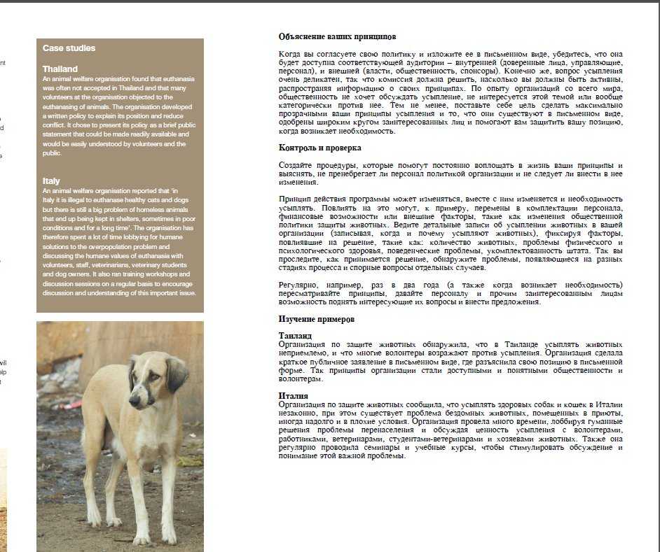 Силки-терьер все о породе собаки: описание, фото, характер, правила ухода и содержания