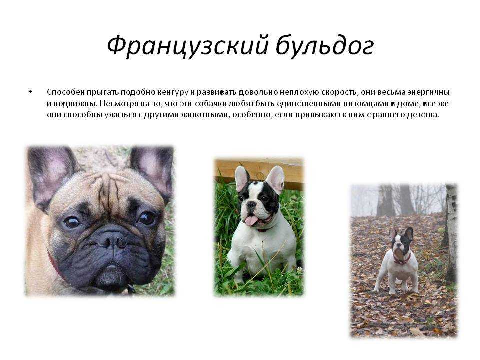Французский бульдог собака. описание, особенности, уход и цена французского бульдога | sobakagav.ru