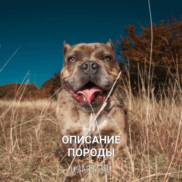 Описание породы собак бладхаунд с отзывами владельцев и фото