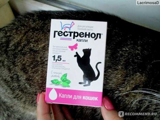 Правила применения гестренола для кошек и котов