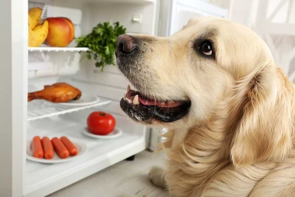 Чем кормить привередливых собак