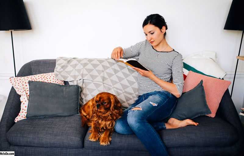 Какую породу собак выбрать для квартиры: советы начинающему владельцу