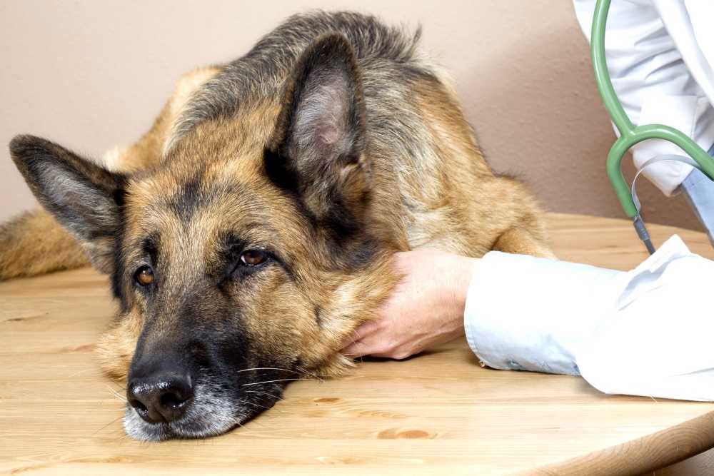 Половые инфекции у собак: виды, причины и последствияветлечебница рос-вет