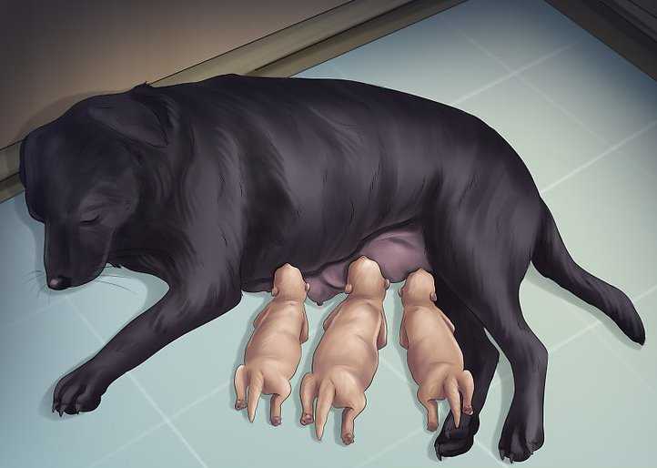 Роды у собак
