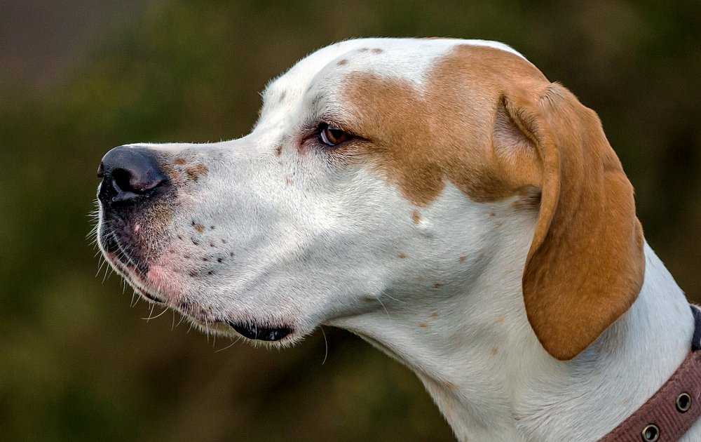Английский пойнтер собака. описание, особенности, уход и цена английского пойнтера