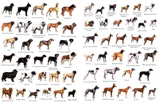Легавые — фото, виды пород собак, описание разновидностей