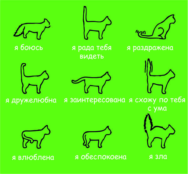 Учимся понимать язык собак.