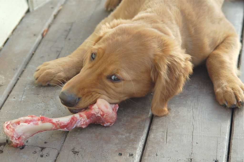 Почему собакам нельзя свинину — сало, ноги, желудок, печень и легкое