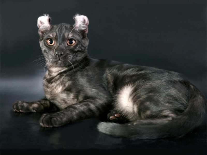 Особенности породы кошек американский кёрл, фото и отзывы