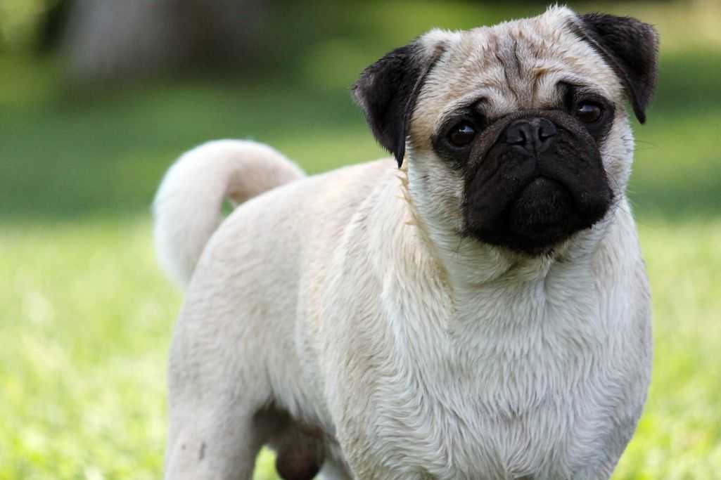 Собака мопс: описание породы и характер щенков