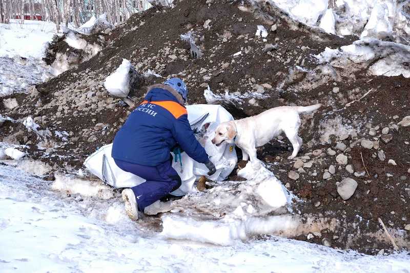 Какая собака чаще всего работает снежным спасателем и при спасении утопающих