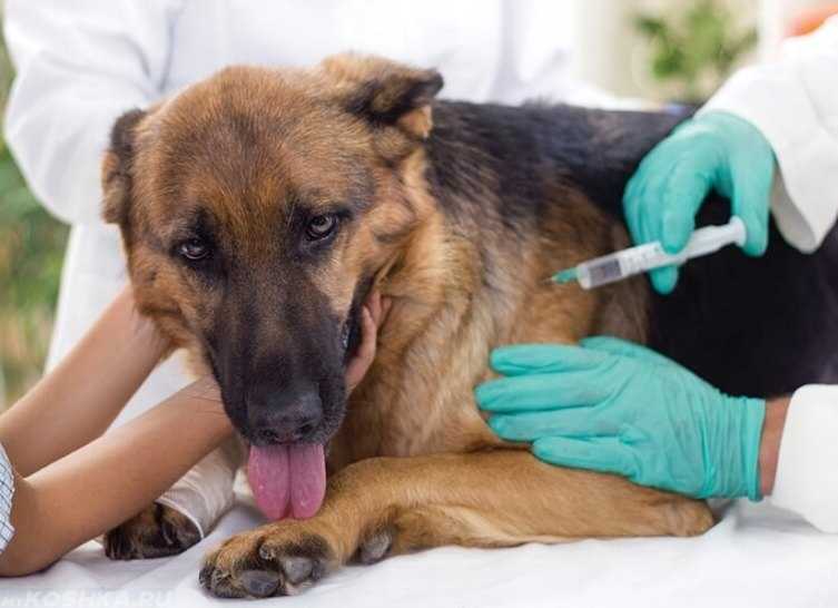 Лептоспироз у собак: симптомы и лечение