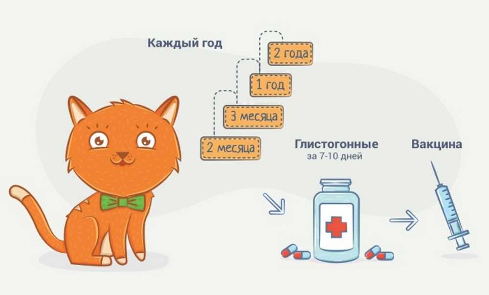 Прививка для кошки:💉 какие вакцины нужны и в каком возрасте
