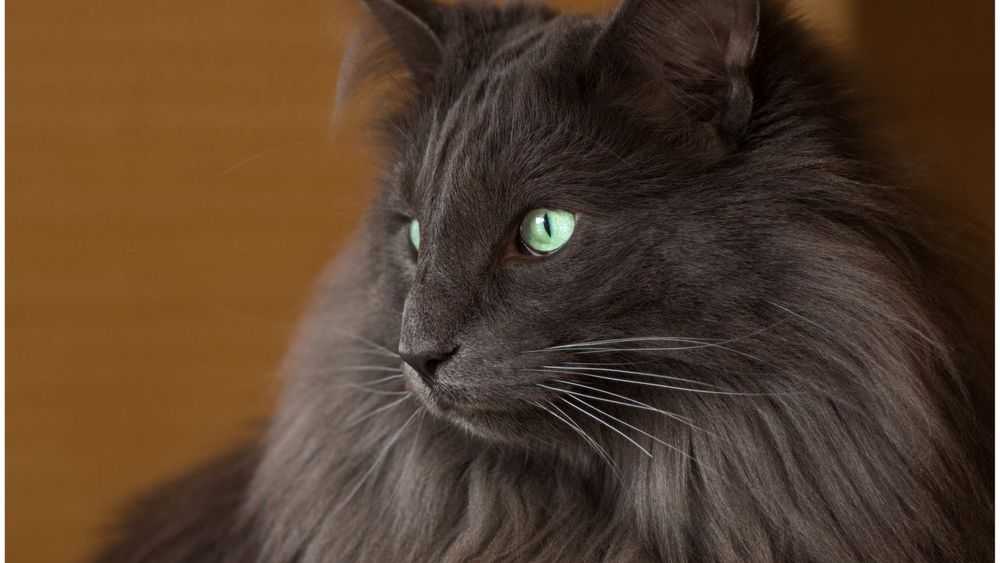 Породы кошек с зелеными глазами: фото серой кошки, агути, шиншиллы и пр.