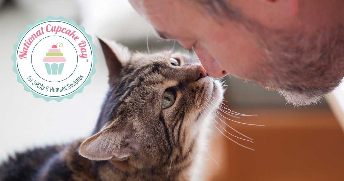 Как кошки проявляют свою любовь к хозяину — основные признаки
