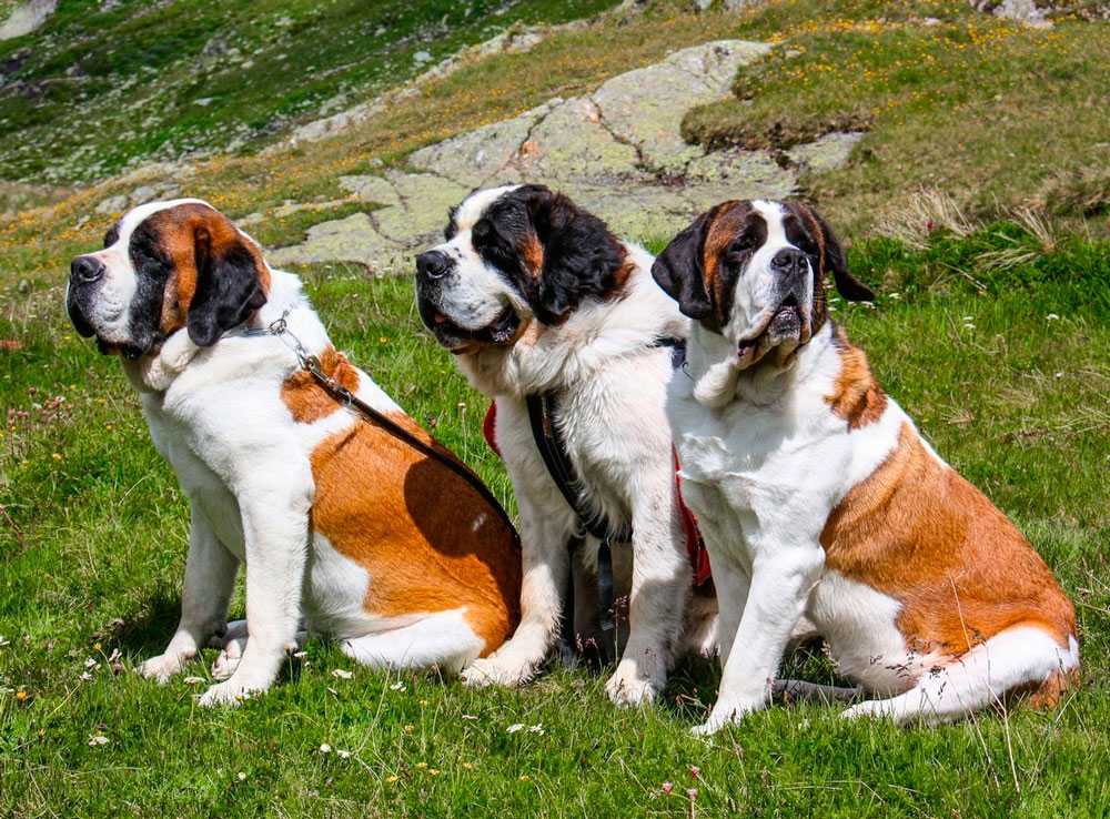 Сенбернар: описание породы, друссировка, плюсы и минусы собаки
